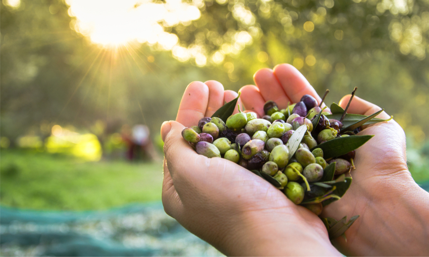 consigli raccolta olive